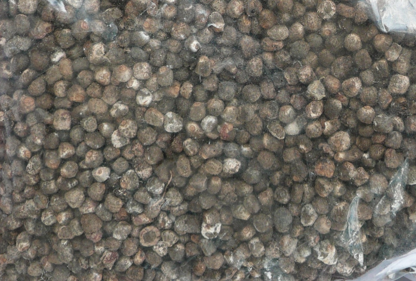 Hạt chuối rừng 1kg