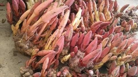 Nấm ngọc cẩu 1 kg