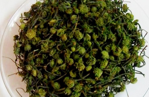 Nụ tam thất 1 kg